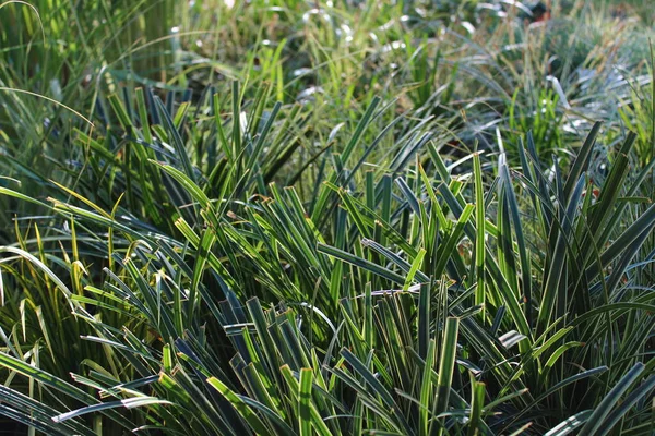 Bahçedeki güzel sazlar