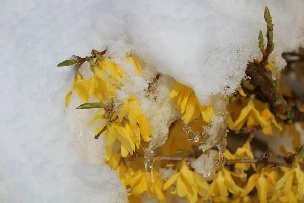雪のある花の形をしています — ストック写真