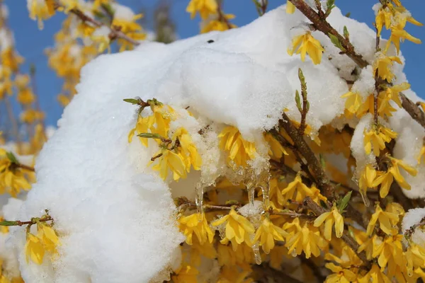 Blossoming Forsythia Snow — Stock Photo, Image