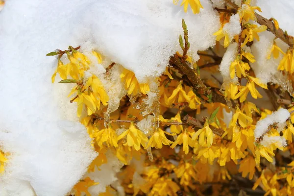 Blomstrande Forsythia Med Snö — Stockfoto
