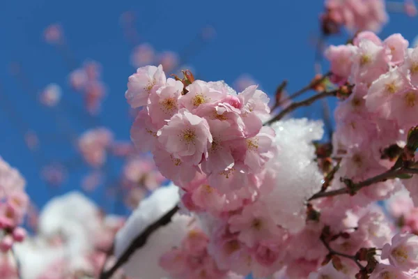 Snötäckta Blommor Våren — Stockfoto