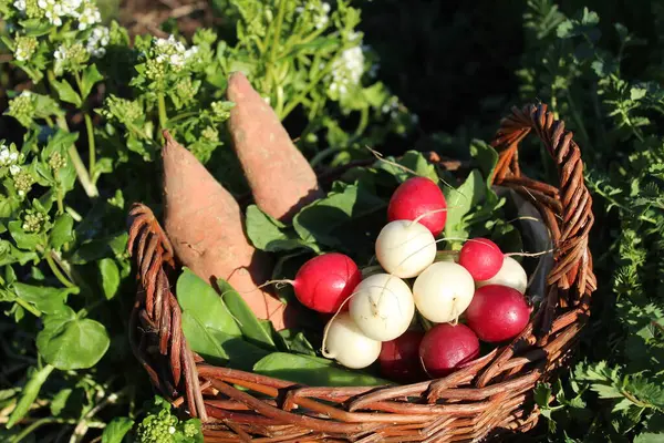 Καλάθι Πολύχρωμα Ραπανάκια Μπιζέλια Και Πατάτες Στον Κήπο Βότανα — Φωτογραφία Αρχείου
