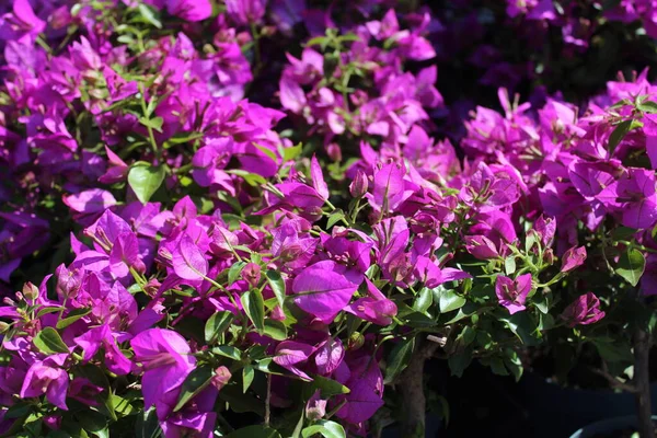 Belas Flores Papel Jardim — Fotografia de Stock