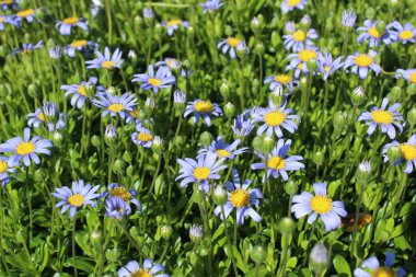 Bahçede mavi papatya