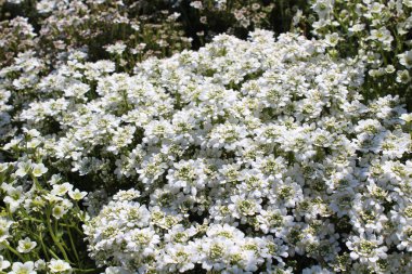 Baharda bahçede şekerleme.