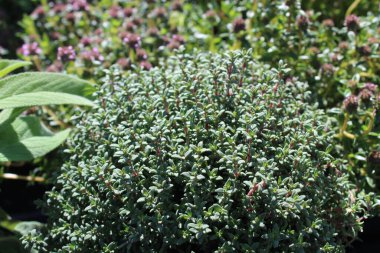 Bahçedeki farklı kekik bitkileri.