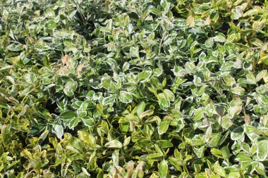 Bahçedeki Japon Milli Ağacı