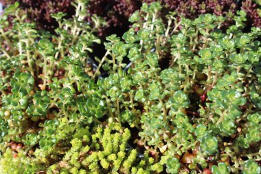 Saksilin bitkileri bahçede.