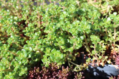 Saksilin bitkileri bahçede.