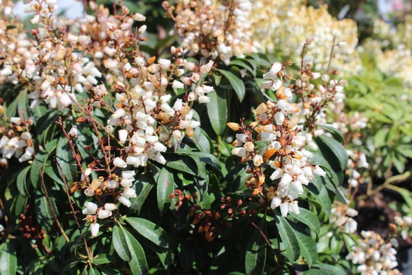 Arbustos Encadenados Florecientes Jardín Imagen de stock