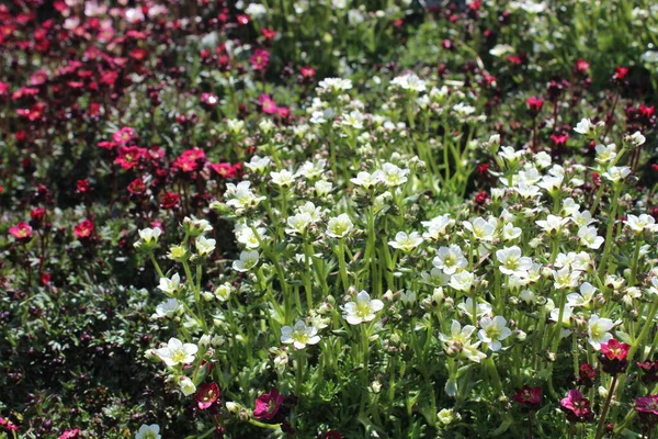 Virágzó Szaxifrázs Kertben — Stock Fotó