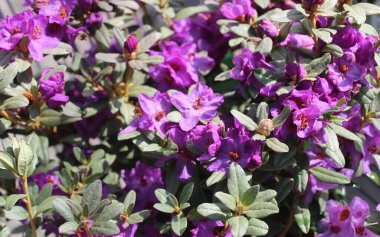 Bahçede tomurcuklanan kızılderili tarlası