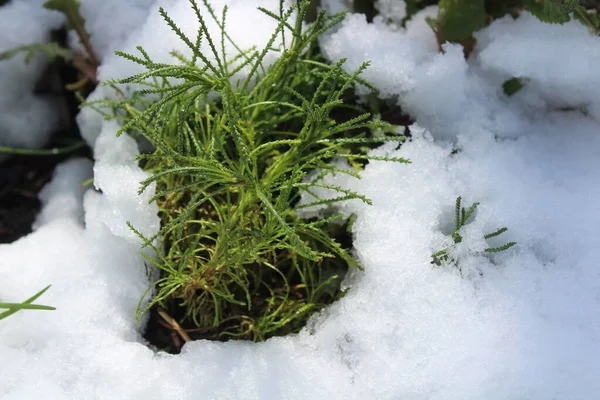 Оливковая Трава Снегу — стоковое фото