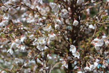 Bahçedeki Fuji kirazı