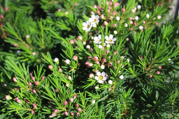 Fleur Cire Fleurs Dans Jardin — Photo