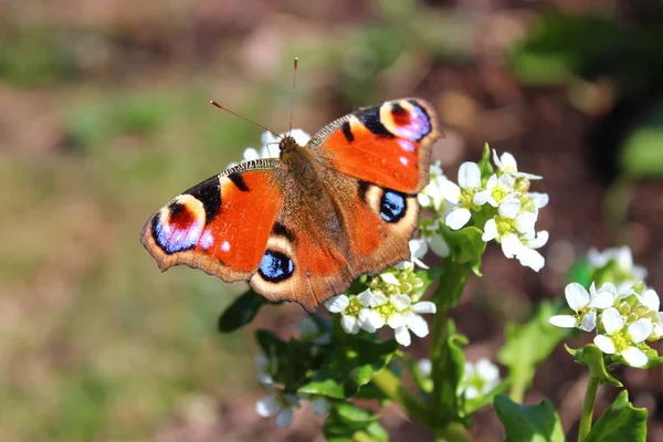 Paw Motyl Kwitnącej Scurvygrass Ogrodzie — Zdjęcie stockowe