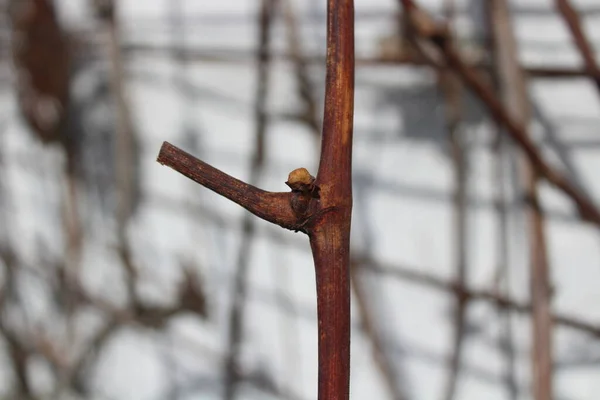 Bourgeons Sur Raisin Dans Jardin — Photo