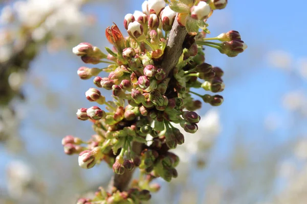 Botões Cereja Abril — Fotografia de Stock