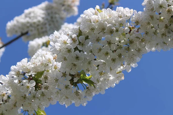 Flores Cerejeira Primavera — Fotografia de Stock