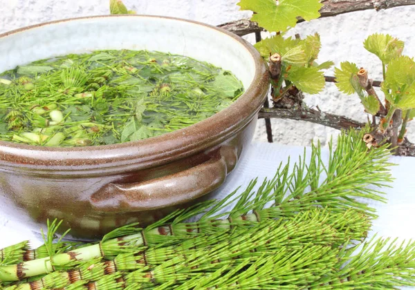 Bitki gübresi, at kuyruğu ve asma.