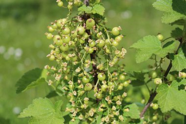 ilkbaharda olgunlaşmamış frenk üzümü