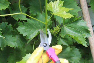 Bahçedeki üzümleri kes