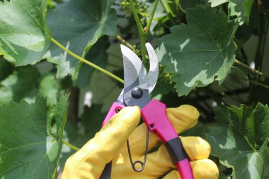 Bahçedeki üzümleri kes