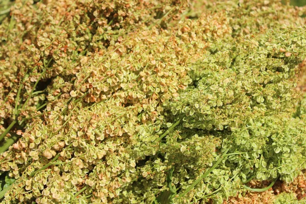 Kolorowe Pyszne Nasiona Rabarbaru Ogrodzie — Zdjęcie stockowe