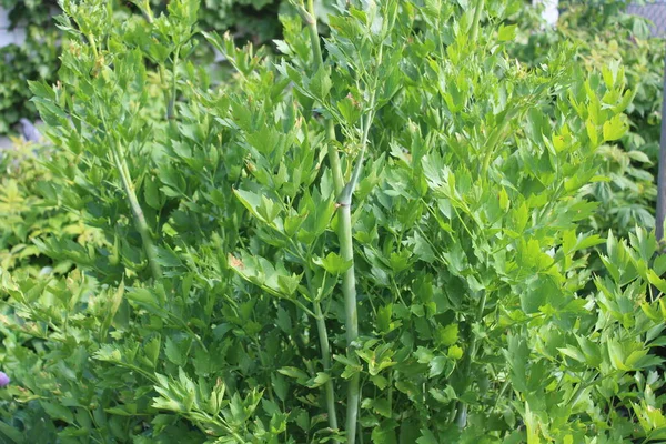 Gesundes Liebstöckel Garten Stockbild