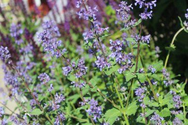 Bahçedeki dev naneli şeker.