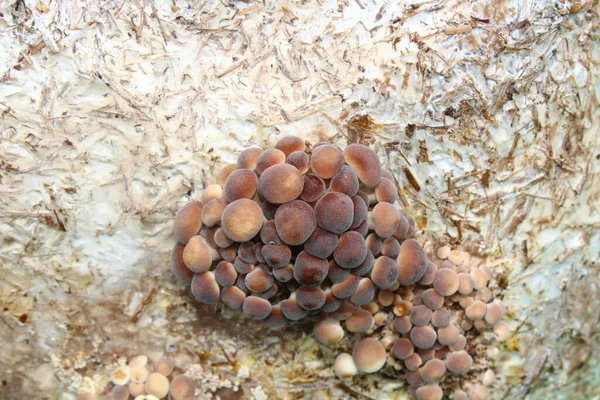 Pioppino Mushroom Garden — Stock Photo, Image