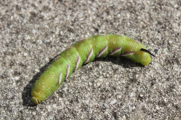 Chenille Teigne Faucon Pèlerin — Photo