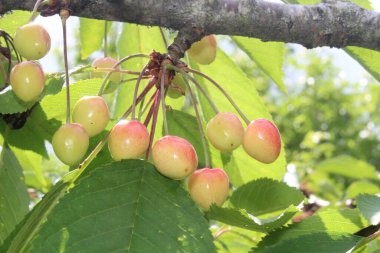 kiraz ağacında olgunlaşmamış kirazlar