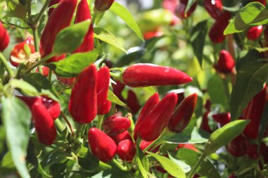 Bahçede olgun kırmızı biber