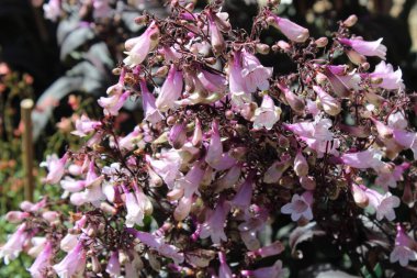 Bahçede dijitalis kalem