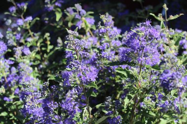 Bahçede çiçek açan mavi sakal