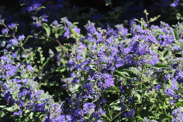 Virágzó Kékszakáll Kertben — Stock Fotó