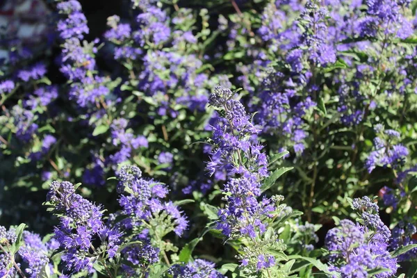 Blossoming Bluebeard Garden — Stock Photo, Image