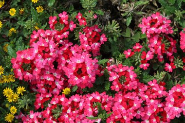 Bahçede çiçek açan verbena