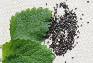 Limon tohumlu limon merhemi.