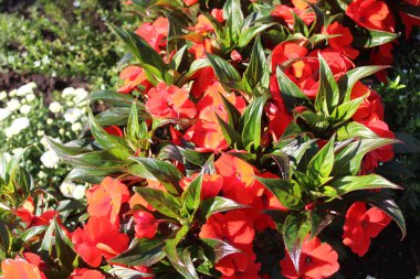 Bahçede çiçek açan meşgul Lizzie.