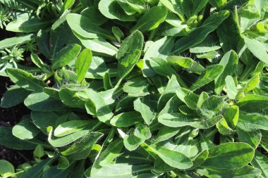 Bitki bahçesinde yabani otlar