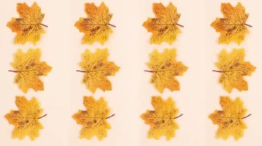 Sonbahar sarı yaprakları bej temada dönüyor. Hareketi durdur