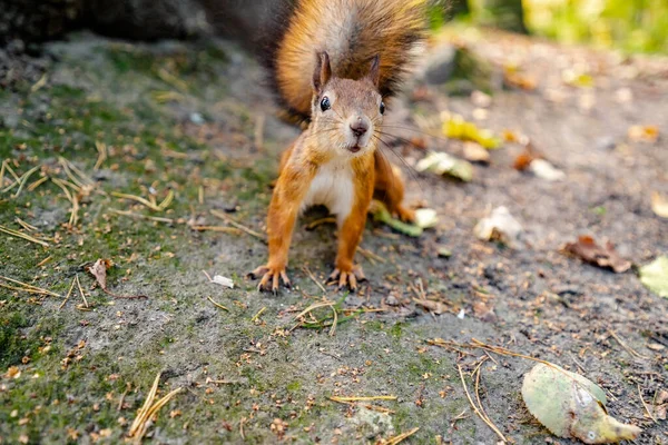 Close Squirrel Gazing Camera Autumn Forest — Stock Photo, Image