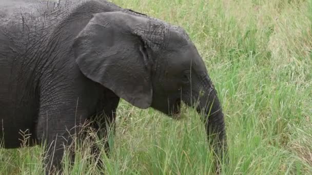 Bezerro Elefante Bebê Africano Comendo Grama Dia Ensolarado — Vídeo de Stock