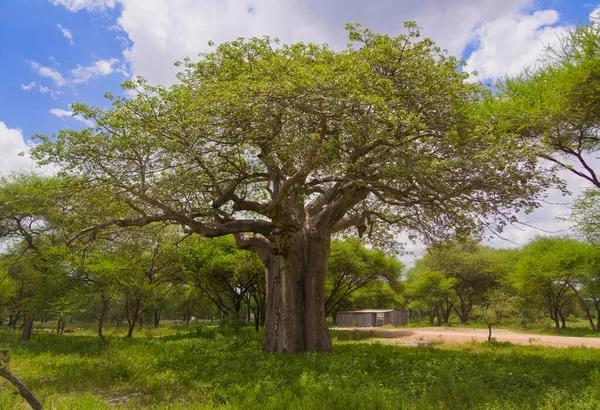 Baobab Δέντρο Στην Αφρική Κατά Διάρκεια Της Ημέρας — Φωτογραφία Αρχείου