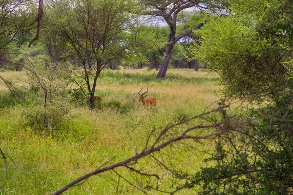 Antílope Con Cuernos Medio Hierba Por Tarde — Foto de Stock