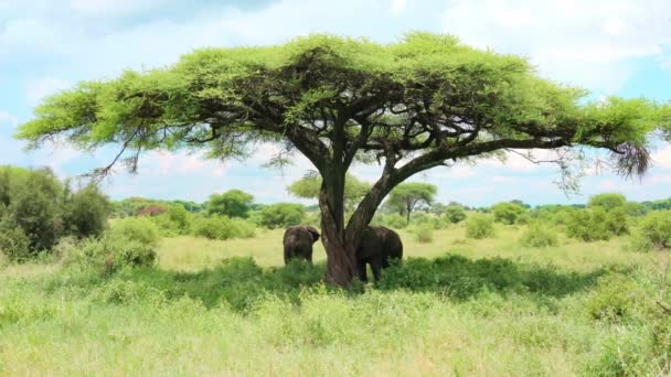 Los Elefantes Africanos Están Sombra Una Acacia — Vídeos de Stock