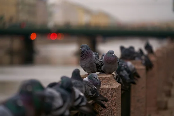 多云的一天 一群鸽子坐在路基上 面对着一座桥和城市的灯光 — 图库照片