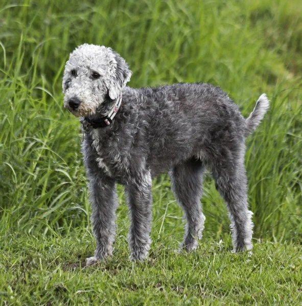 Bedlington terrier de pie —  Fotos de Stock